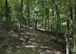 Tract 3 - The Woods at Titus property photo