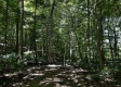 Tract 3 - The Woods at Titus property photo