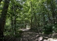 Tract 4 - The Woods at Titus property photo