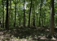Tract 4 - The Woods at Titus property photo