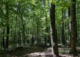 Tract 4 - The Woods at Titus property photo
