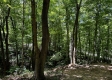 Tract 4 - The Woods at Titus property photo