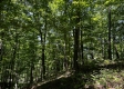 Tract 4 - The Woods at Titus property photo
