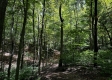 More of Tract 4 - The Woods at Titus