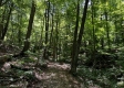 Tract 4 - The Woods at Titus property photo