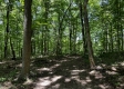 Tract 4 - The Woods at Titus property photo