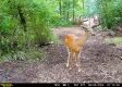 Tract 1 - Sheridan Woods property photo