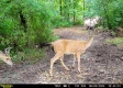 Tract 1 - Sheridan Woods property photo