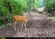 More of Tract 1 - Sheridan Woods