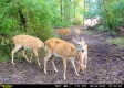 More of Tract 1 - Sheridan Woods