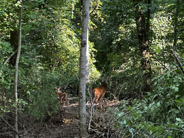Tract 2 - Sheridan Woods property photo