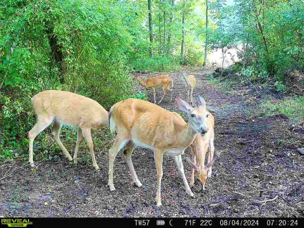 Tract 2 - Sheridan Woods property photo