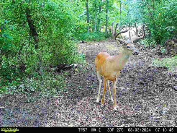 Tract 2 - Sheridan Woods property photo