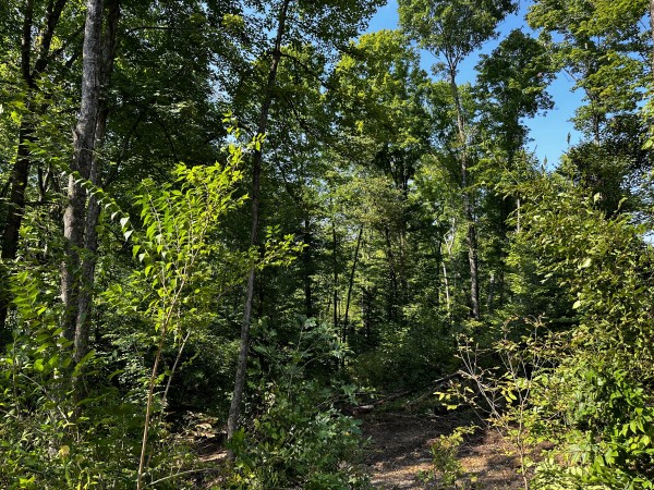 Tract 2 - Sheridan Woods property photo