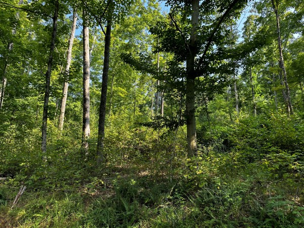 Tract 2 - Sheridan Woods property photo