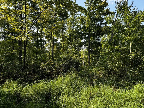 Tract 2 - Sheridan Woods property photo