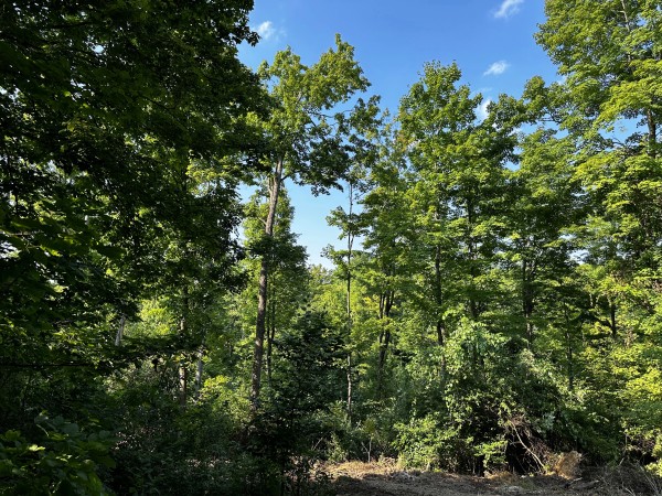 Tract 2 - Sheridan Woods property photo