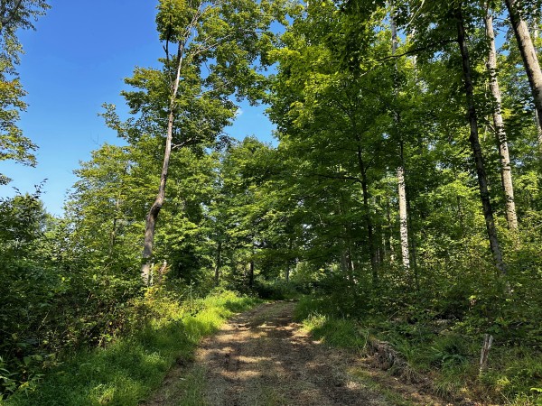 More of Tract 2 - Sheridan Woods