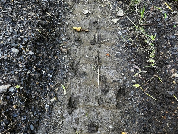 Tract 2 - Sheridan Woods property photo