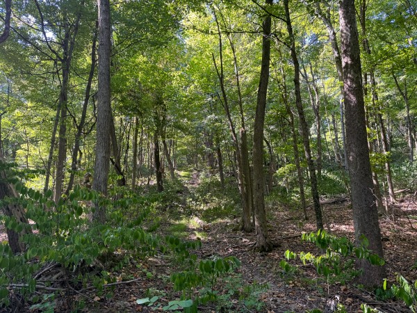Tract 4 - The Woods at Potts Hill property photo