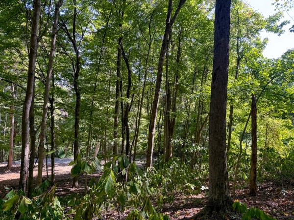 Tract 4 - The Woods at Potts Hill property photo