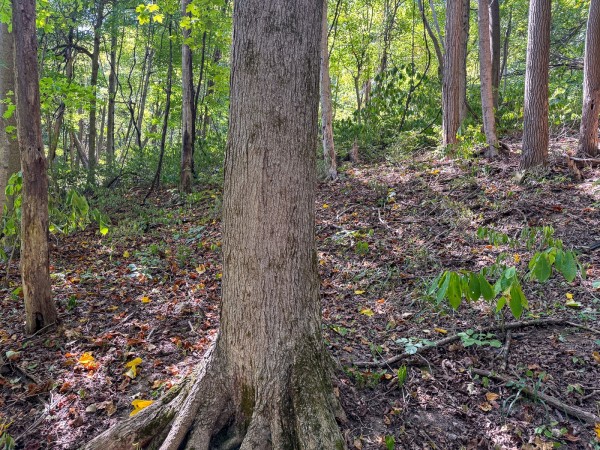 Tract 4 - The Woods at Potts Hill property photo
