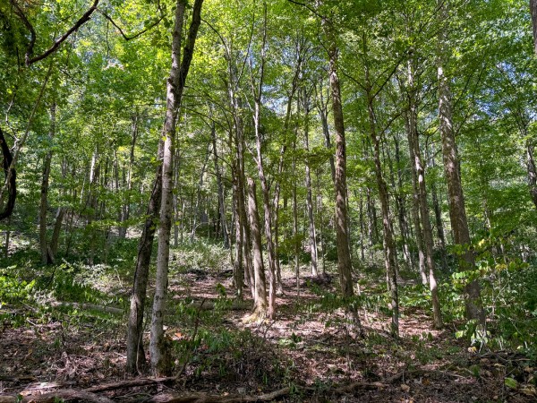 Tract 4 - The Woods at Potts Hill property photo