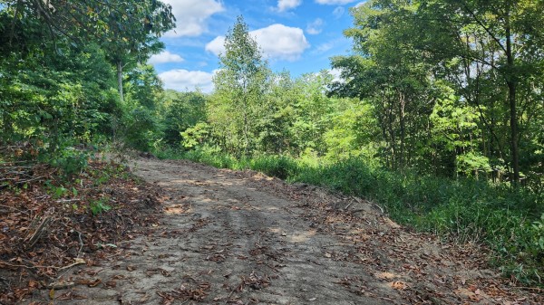 Tract 12 - Albany Woods property photo