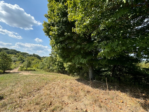Tract 12 - Albany Woods property photo