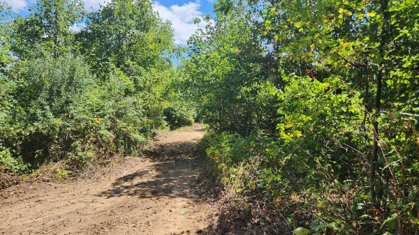 Tract 12 - Albany Woods property photo