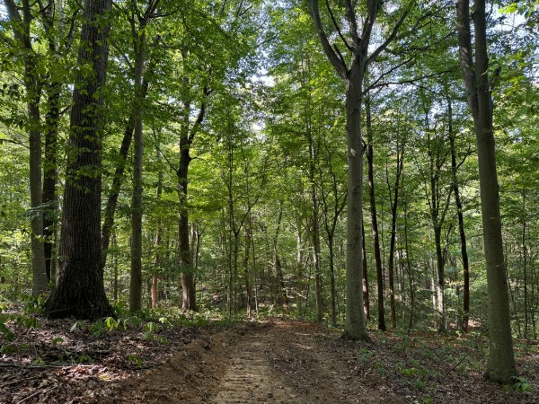 Tract 12 - Albany Woods property photo
