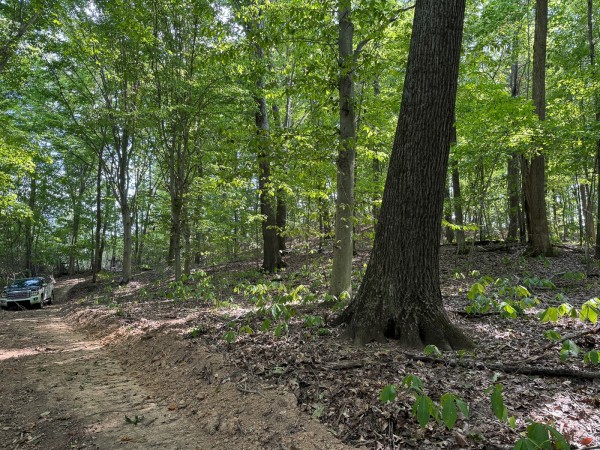 Tract 12 - Albany Woods property photo