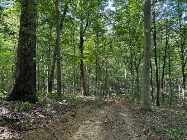 Tract 12 - Albany Woods property photo