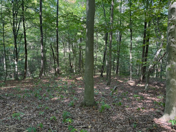 Tract 12 - Albany Woods property photo