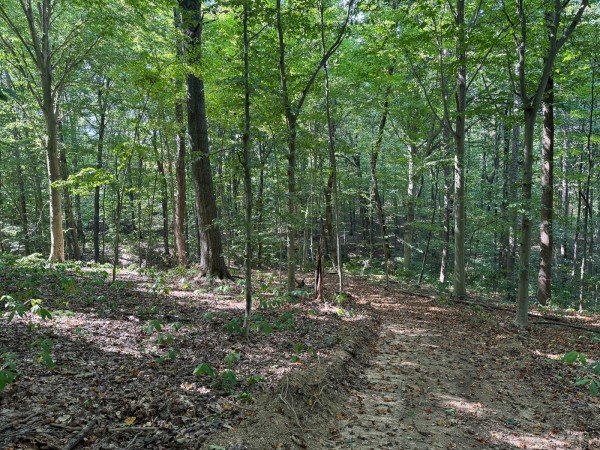 Tract 12 - Albany Woods property photo