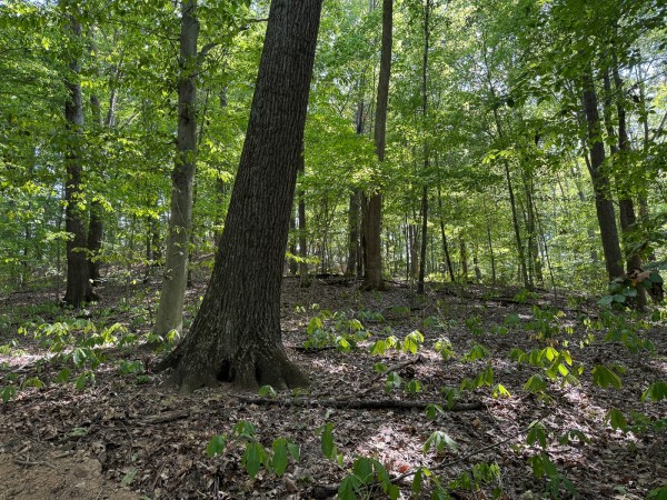 Tract 12 - Albany Woods property photo