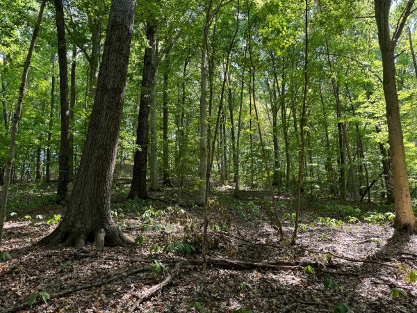 Tract 12 - Albany Woods property photo