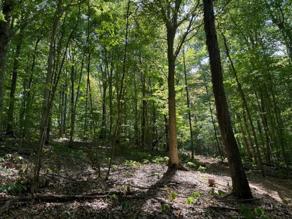 Tract 12 - Albany Woods property photo