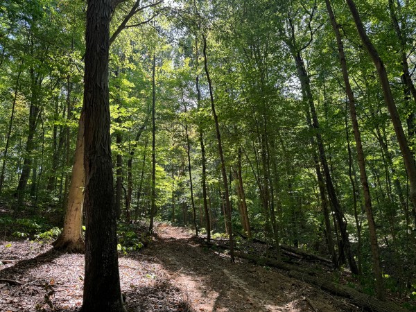 More of Tract 12 - Albany Woods