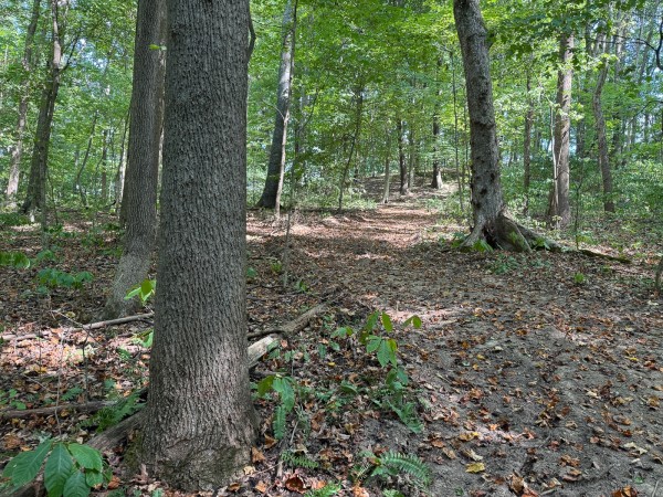 Tract 12 - Albany Woods property photo