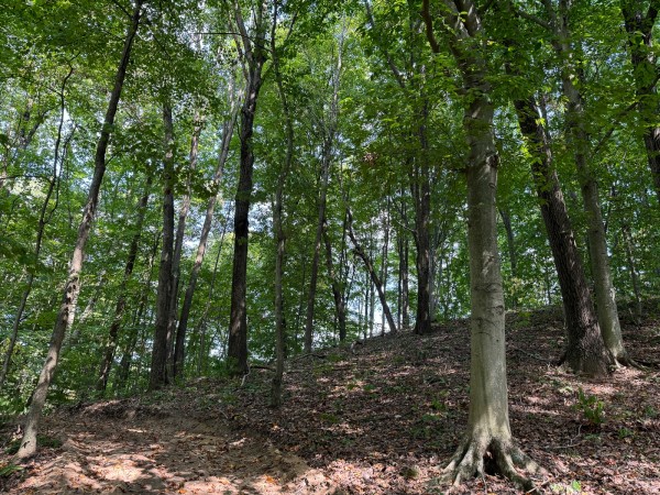 Tract 12 - Albany Woods property photo