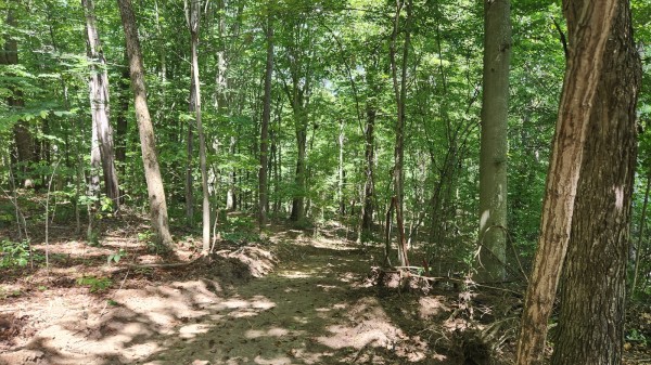 Tract 12 - Albany Woods property photo
