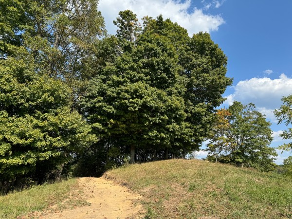 Tract 12 - Albany Woods property photo