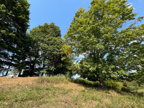 Tract 12 - Albany Woods property photo