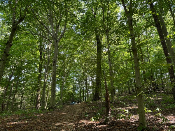 More of Tract 12 - Albany Woods