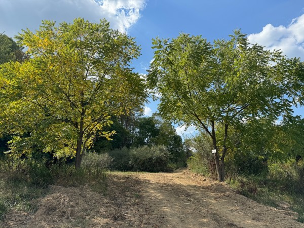 Tract 12 - Albany Woods property photo
