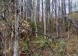 Cabin On The Pond property photo