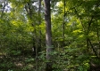 Tract 9 at The Woods on Wayne National Forest property photo