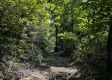 Tract 9 at The Woods on Wayne National Forest property photo