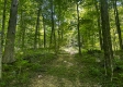 More of Tract 10 at The Woods on Wayne National Forest